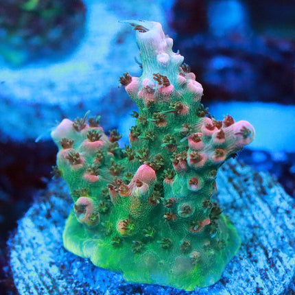 Christmas Mirabilis