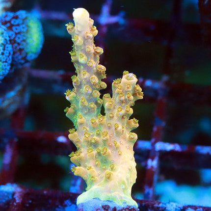 TGC Tropicana