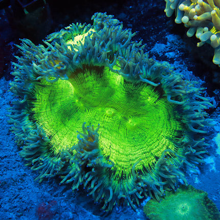 Neon Blue Tipped Elegance Coral
