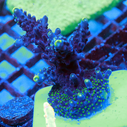 Rt 66 Blue Monster Mini Colony