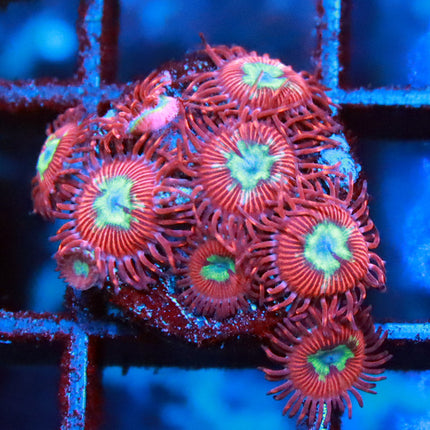 UC Hot Shot Zoa