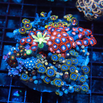 POTO Mixed Zoa Colony