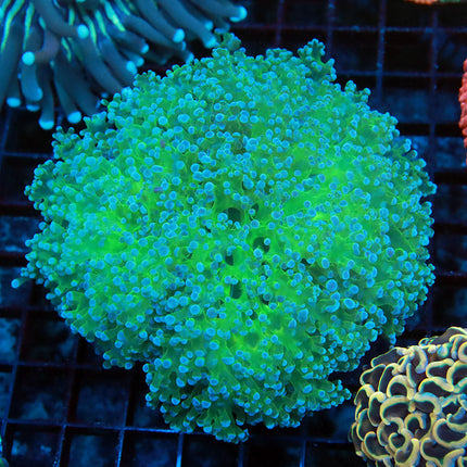 POTO Beauty and the Beast Frogspawn