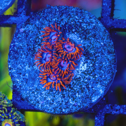 Zoanthids com Snitches Zoa