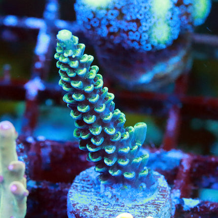 Copp's Blue Hoeksemai