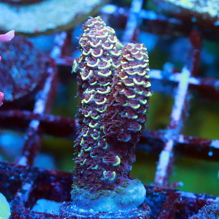 POTO Honey Comb