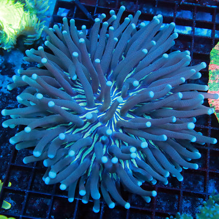 POTO Hypnotic Helio Fungia