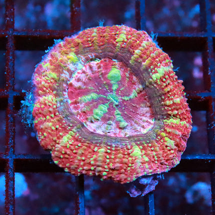 Rainbow Lobo Edi (Rare)