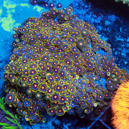 XL Blowpop Zoa Colony