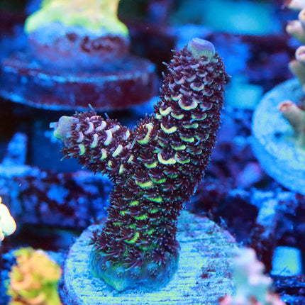 Raising Reef Blueflame