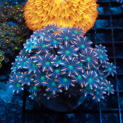Orange Fire Cloves Mini Colony