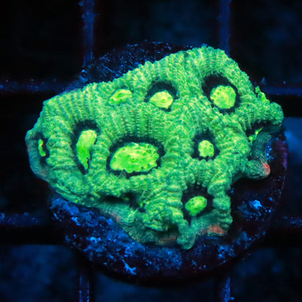 White War Coral