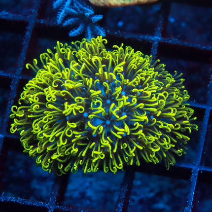 Neon GSP