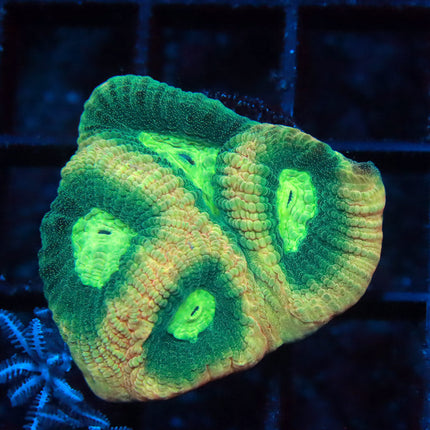 Prism Favia