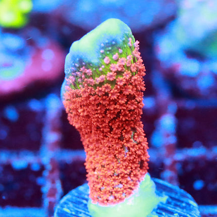Bubble Gum Digi