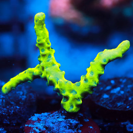 Green Goblin Anacropora