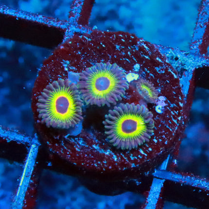 Bob Marley Zoa