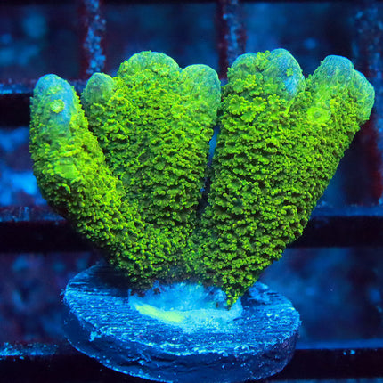 Green Digi