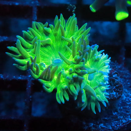 Neon Duncan