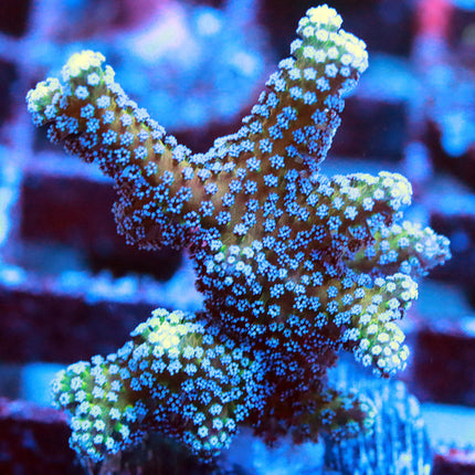 Blue Zing Hybrids Birdsnest