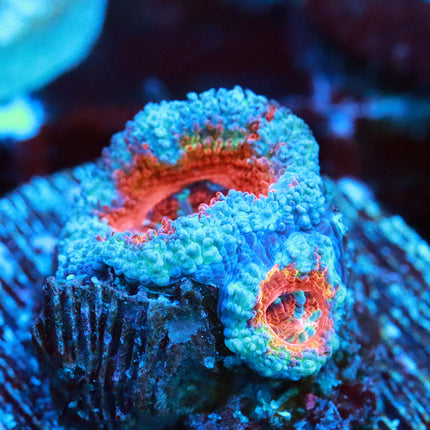 Aussie Rainbow Acan