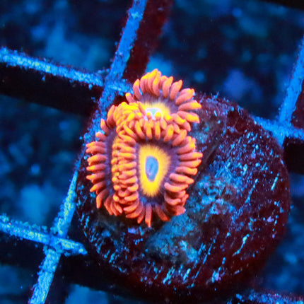Blondies Zoa