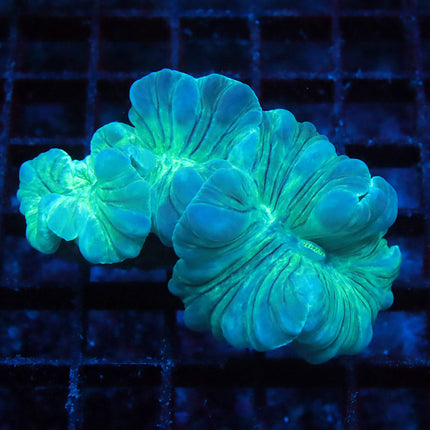 Neon Fox Coral