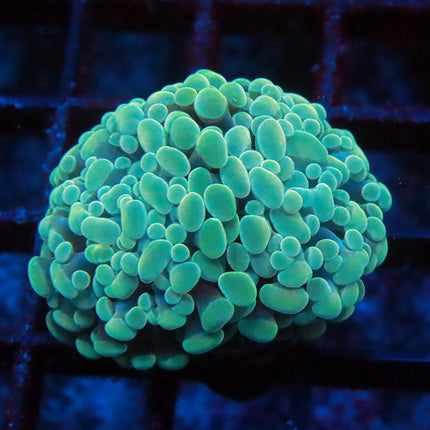 Teal Branching Hammer