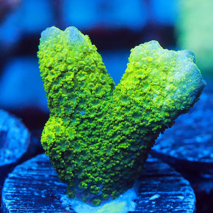 Green Digi