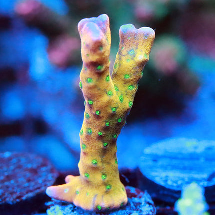 Tropicana Anacropora