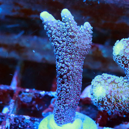 German Blue Polyp Digi