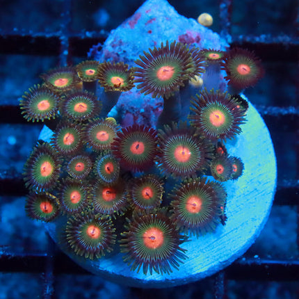 Gorilla Nipples Zoa Colony