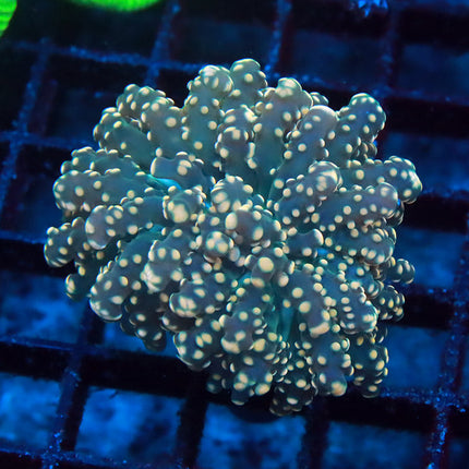 Ultra Rainbow Octospawn