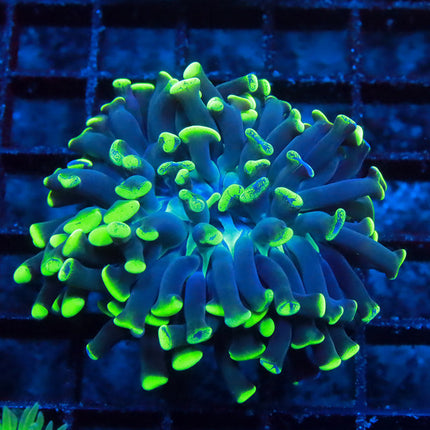 Ultra Neon Branching Hammer
