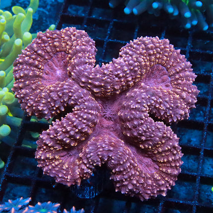 Purple Gem Symphyllia