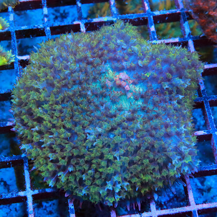 Ultra St Thomas Mushroom