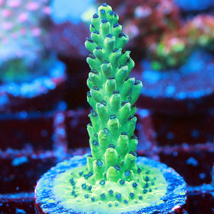 POTO Aqua Viridium (new release)