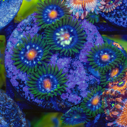 JF StarGlazer Zoa