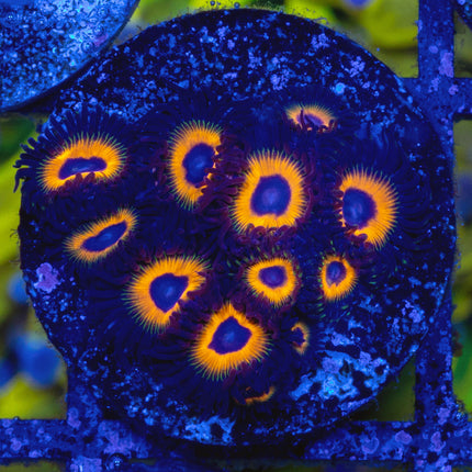 Tazan Zoa
