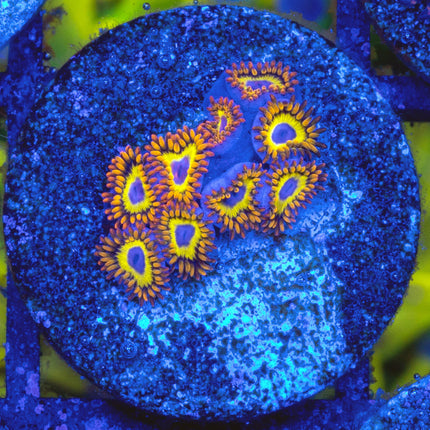 Fruitloop Zoa