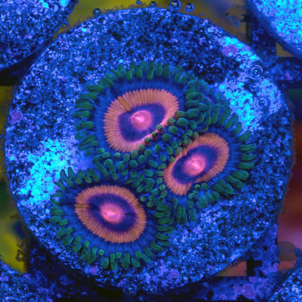 Super Girl Zoa