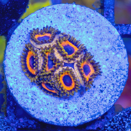 Jungle Juice Zoa
