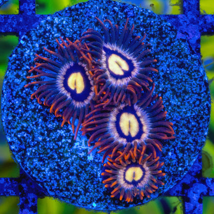 Orange Sunburst Zoa