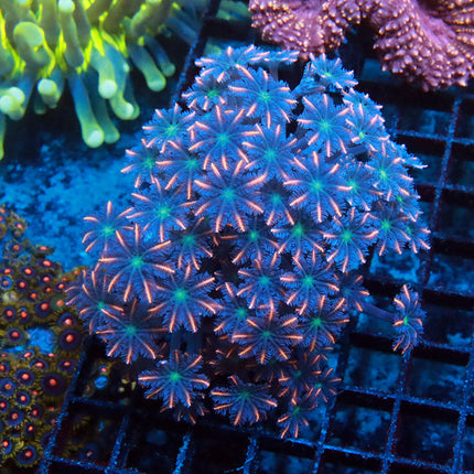 Firework Cloves Colony
