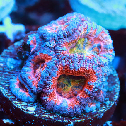 Aussie Rainbow Acan