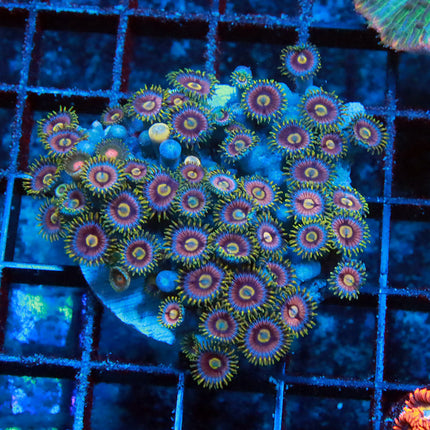 Evil Eye Zoa Colony