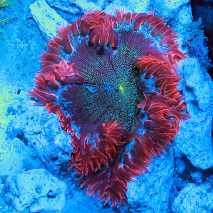 Red Rock Flower Aneomone
