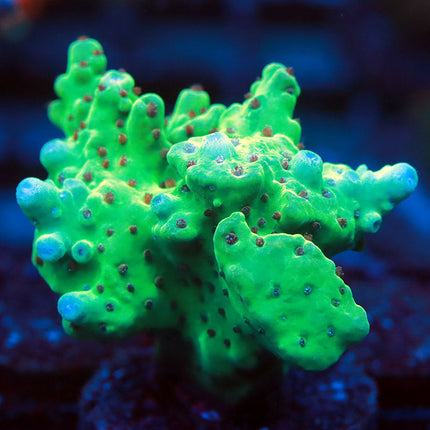 POTO Queen of Hearts XL Frag