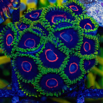 WWC Purple Heart Ring Zoa