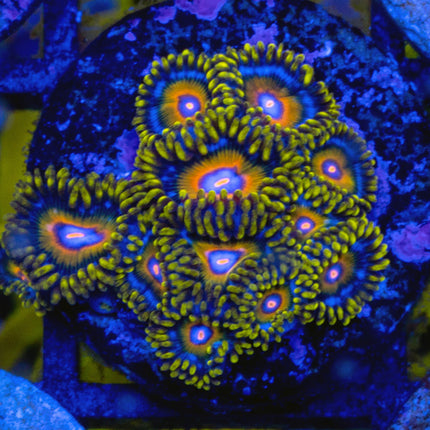 Super Saiyan Zoa
